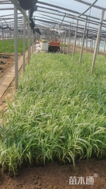 高度25厘米花叶芦竹