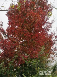 19公分美国红枫-红点