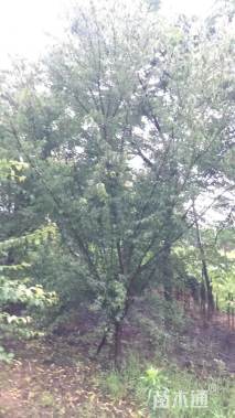 10公分骨里红梅