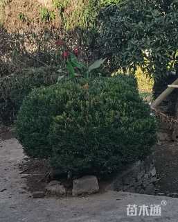 高度140厘米雀舌黄杨