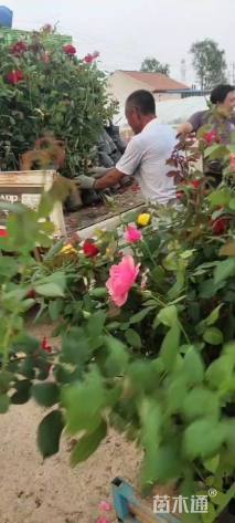 高度25厘米大花月季