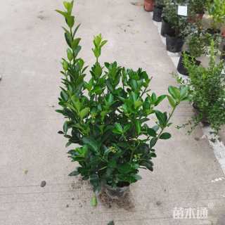 高度25厘米万年青