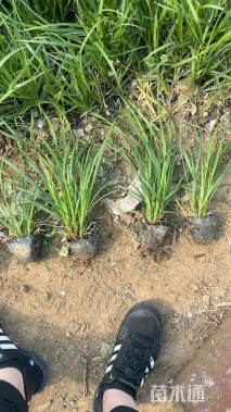 高度30厘米崂峪苔草