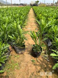 高度40厘米黄金菊