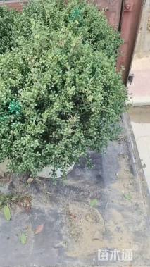 高度180厘米三角梅