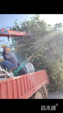 14公分大叶女贞