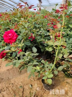 高度55厘米大花月季