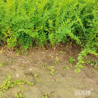 高度50厘米水蜡