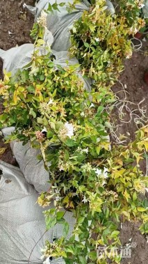 高度25厘米大花六道木小苗