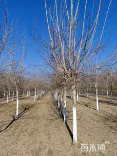 10公分金叶复叶槭