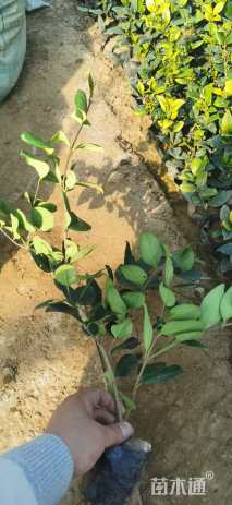 高度30厘米金森女贞