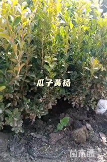 高度40厘米瓜子黄杨