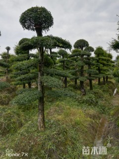 造型榆树