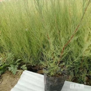 高度150厘米柽柳