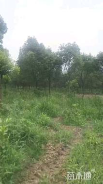 12公分香樟
