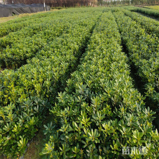 高度40厘米海桐小苗