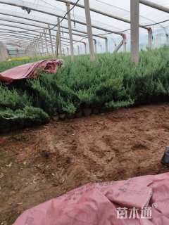 高度30厘米铺地柏