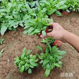 高度30厘米鼠尾草