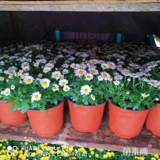 高度10厘米千头菊