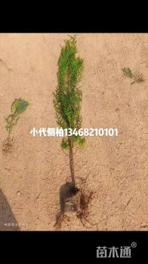 高度45厘米侧柏