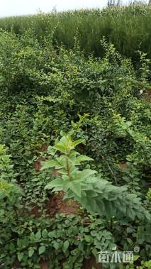 高度60厘米连翘