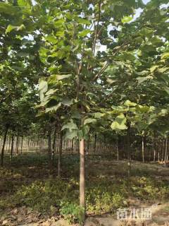 16公分梓树