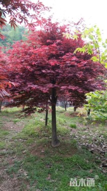 15公分中华红枫
