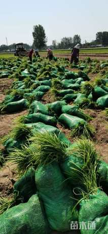 高度20厘米中叶麦冬