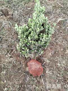 高度70厘米大叶黄杨