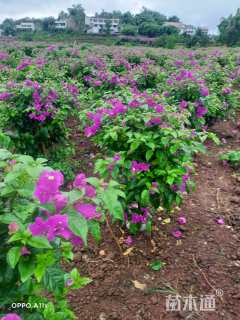 高度80厘米三角梅