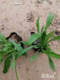 高度8厘米矢车菊