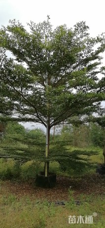 10公分细叶榄仁