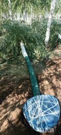 13公分金丝垂柳