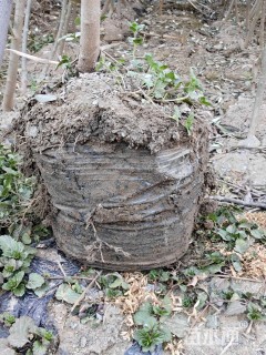 1.5公分橄榄树