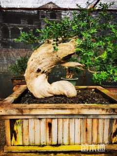 高度90厘米黄杨