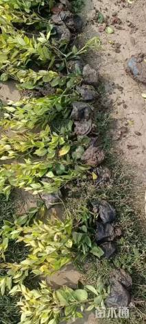 高度20厘米金森女贞小苗