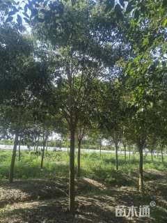 14公分大叶女贞