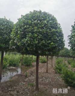 8公分高杆卫矛球