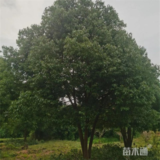 40公分丛生香樟