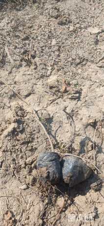 40厘米五叶地锦