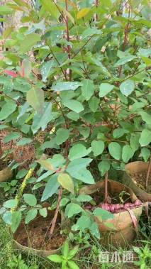 高度100厘米桉树小苗