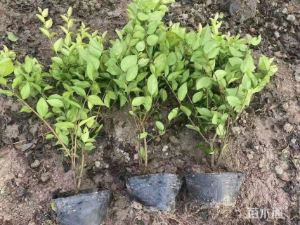 高度40厘米金森女贞