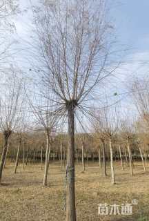 12公分金丝垂柳