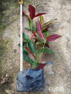 高度25厘米红背桂
