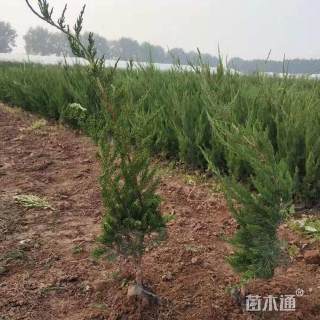 高度100厘米龙柏