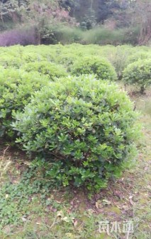 冠幅150厘米海桐球