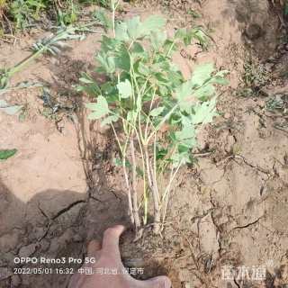 高度30厘米牡丹