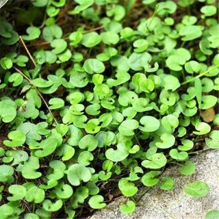 高度30厘米马蹄金