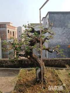 高度200厘米三角梅