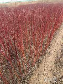 高度100厘米红瑞木